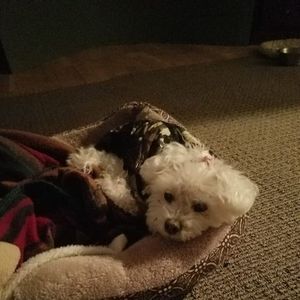 Meet your Posher, Doug